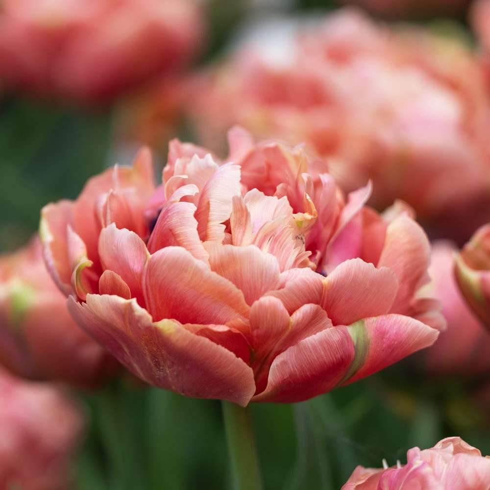 Tulpan 'Copper Image'